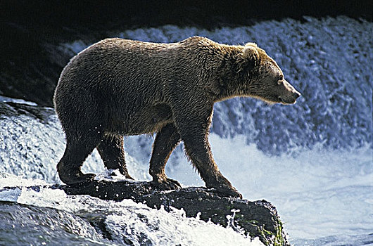 大灰熊,棕熊,成年,等待,三文鱼