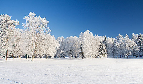 冬天,公园,雪中