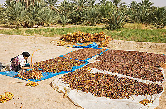 收获,枣,品质,尺寸,丰收,东南部,摩洛哥