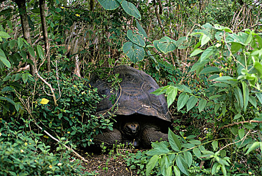 厄瓜多尔,加拉帕戈斯群岛,高地,加拉帕戈斯,龟