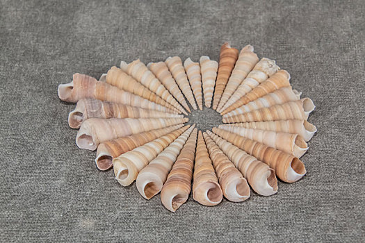 海洋生物软体动物门锥螺装饰品