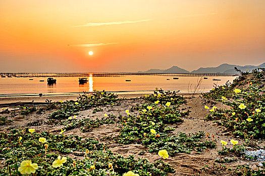 福建霞浦,海,渔船,沙滩,晚霞,野花