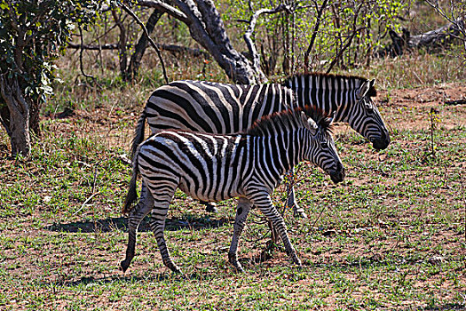 白氏斑马,斑马,幼兽,克鲁格国家公园,南非,非洲