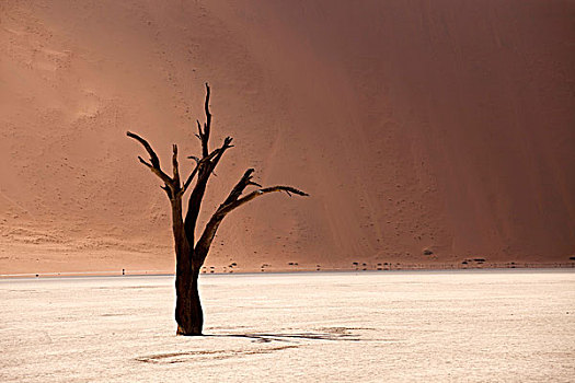 枯木,死亡谷,沙漠,纳米比诺克陆夫国家公园,骷髅海岸,国家公园,区域,纳米比亚,非洲