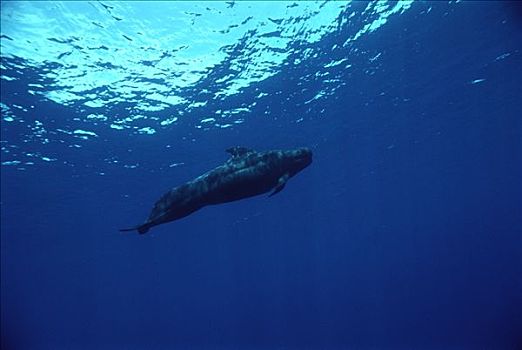 大吻巨头鲸,短肢领航鲸,水下,肖像,仰视,夏威夷
