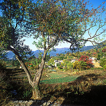 黟县塔川秋色