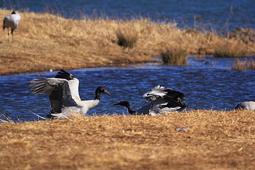 在蓝色湖里嬉戏的两只黑颈鹤