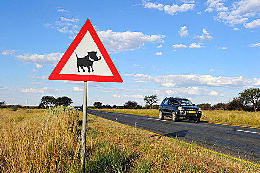 纳米比亚,靠近,温得和克,危险,疣猪,路标