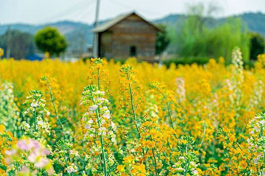 长沙岳麓区沃之园七彩油菜花