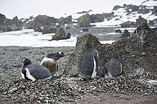 南极,半岛,布朗布拉夫,驴,企鹅,巴布亚企鹅,成年,鸟