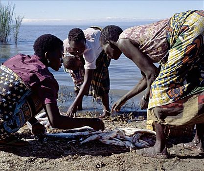 女人,分开,向上,鱼肉,抓住,岸边,湖,西南方,坦桑尼亚,长,狭窄,卧,排水,东南部,坦噶尼喀湖,形态,局部,西部,裂隙,浅,深度
