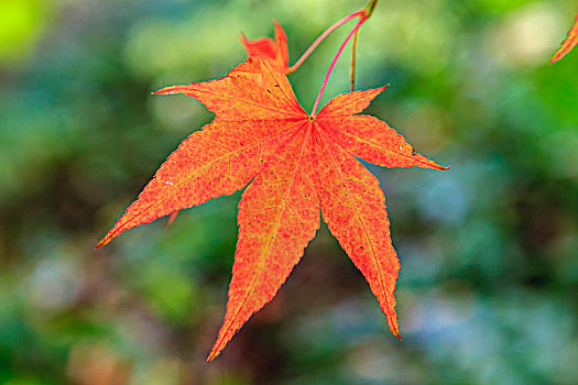叶子,秋色,西雅图,树园,华盛顿