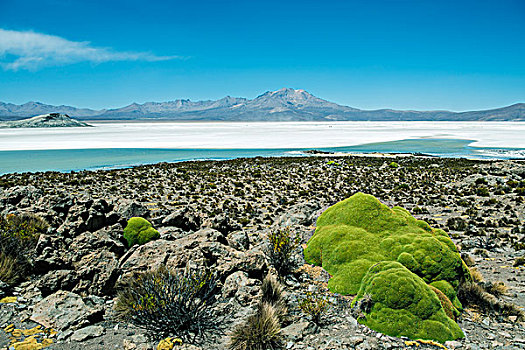 沙漠植物,盐湖,后面,自然遗产,区域,北方,智利,南美