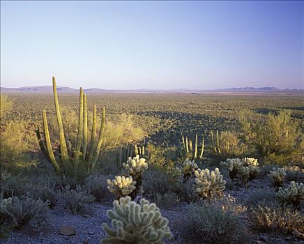 管风琴仙人掌国家保护区,亚利桑那,美国