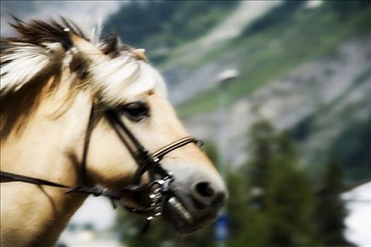 骑马,阿尔卑斯山,意大利