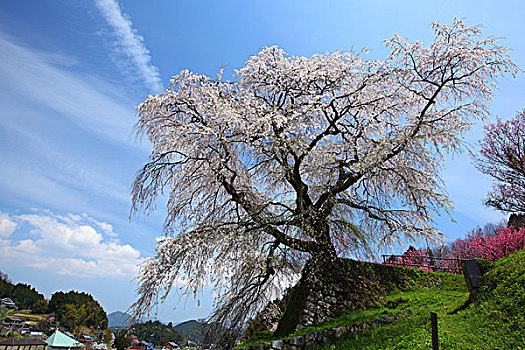 日本,樱桃树