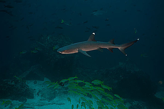 灰三齿鲨,鲎鲛,岛屿,哥斯达黎加