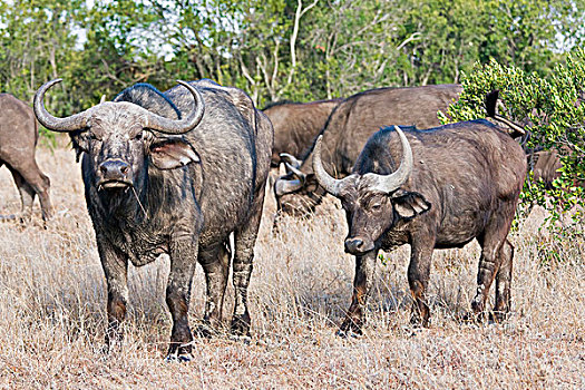 南非水牛,自然保护区,肯尼亚,非洲
