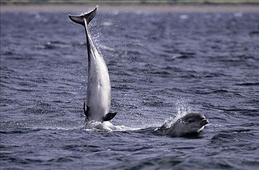宽吻海豚,两个,玩,欧洲