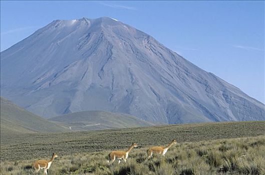 小羊驼,家族,牧群,火山,雾气,背景,自然保护区,秘鲁