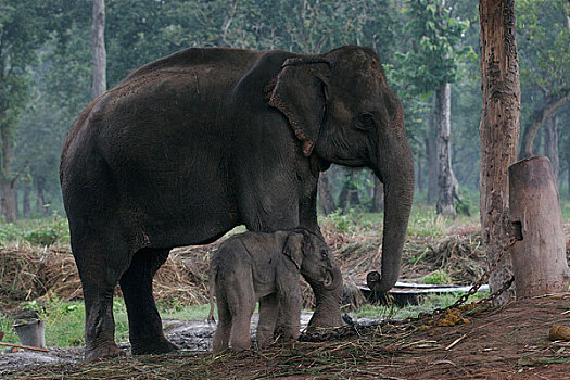 尼泊尔国家公园内的大象