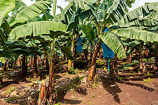 非洲,喀麦隆,香蕉,种植园