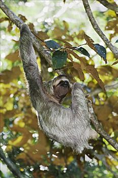 三趾树獭,褐喉树懒,雄性,攀登,曼纽尔安东尼奥国家公园,哥斯达黎加,中美洲