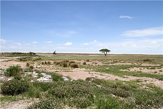 荒芜,国家公园,纳米比亚