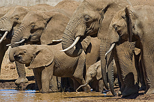 非洲象,牧群,喝,水潭,莱瓦野生动物保护区,北方,肯尼亚