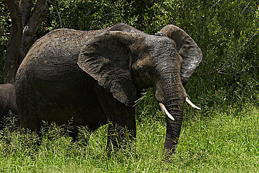 大象,非洲象,克鲁格国家公园,南非