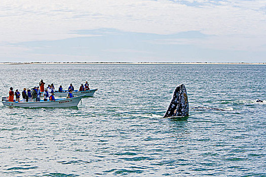 灰鲸,靠近,观鲸,船,下加利福尼亚州,墨西哥