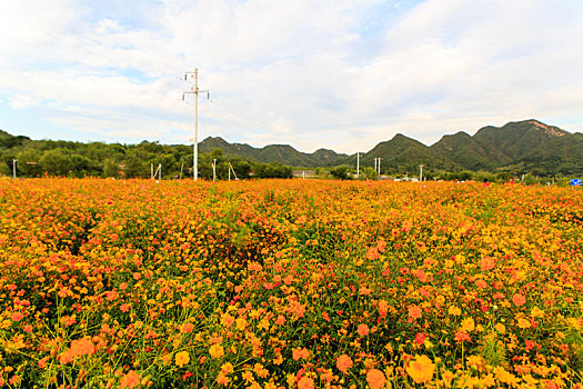 四季花海