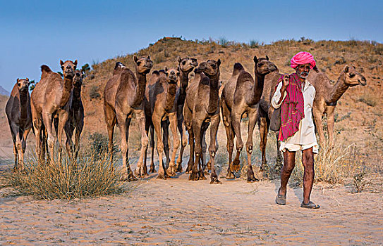 领驼人,途中,普什卡,骆驼,市场,拉贾斯坦邦,印度,亚洲