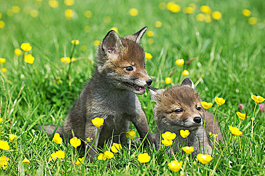 红狐,狐属,幼仔,坐,花,诺曼底