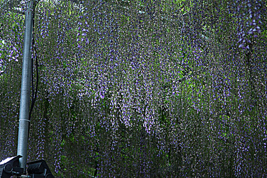 足利市紫藤花园