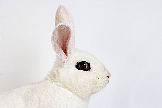 兔子,白色背景,比赛,诺曼底