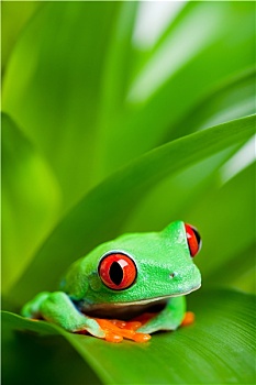 青蛙,植物,红眼树蛙