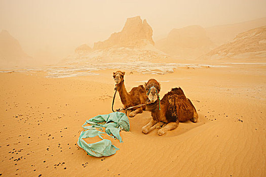 埃及,场所,骆驼,沙暴
