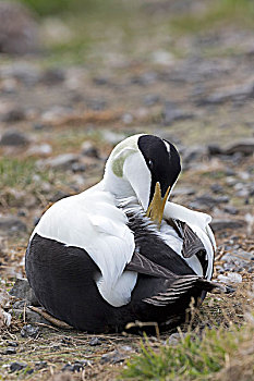 绒鸭,雄性,梳理,朗伊尔城,斯匹次卑尔根岛,斯瓦尔巴特群岛,挪威,欧洲