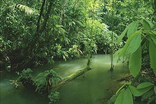 河流,低地,雨林,生物学,研究站,哥斯达黎加