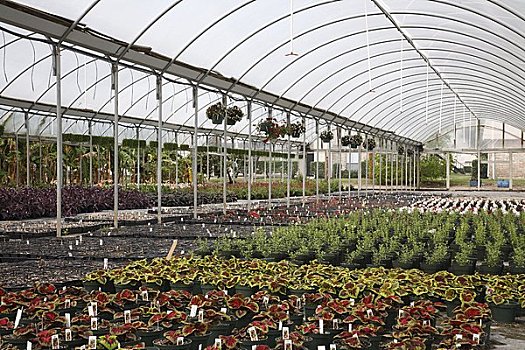 盆栽,温室