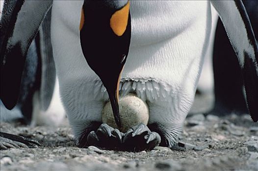 帝企鹅,成年,一个,鸡蛋,平衡,脚,南乔治亚