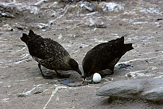 福克兰群岛,巴布亚企鹅,生物群,吃,企鹅,蛋
