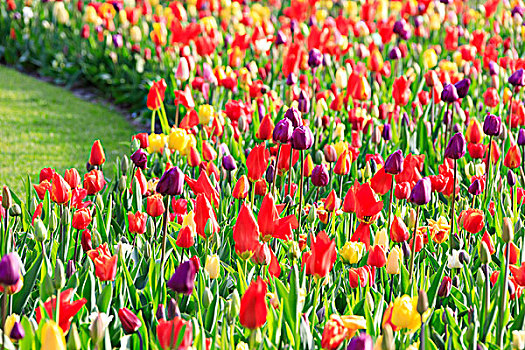 彩色,郁金香,开花,库肯霍夫公园,植物园,荷兰南部,荷兰,欧洲