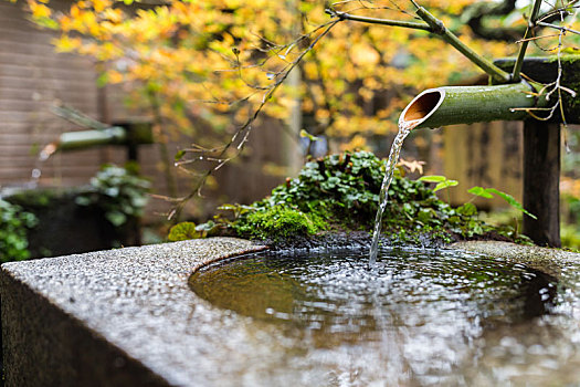 水,竹子,枫树,日本寺庙