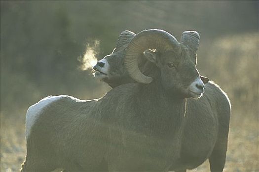 大角羊,落基山脉,北美