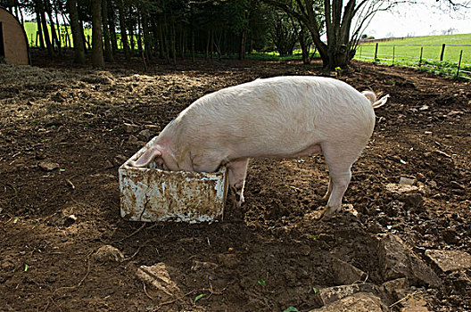 猪,吃,桶,户外