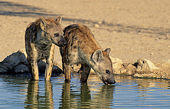 斑点,鬣狗,喝,水坑,卡拉哈迪大羚羊国家公园,卡拉哈里沙漠,南非,非洲