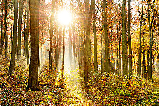 橡树,树林,秋天,太阳光线,晨雾,萨克森安哈尔特,德国,欧洲