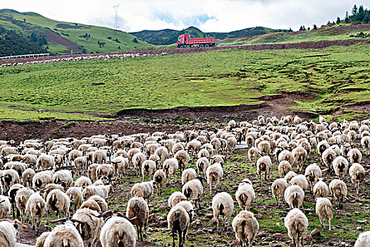 藏区的羊群